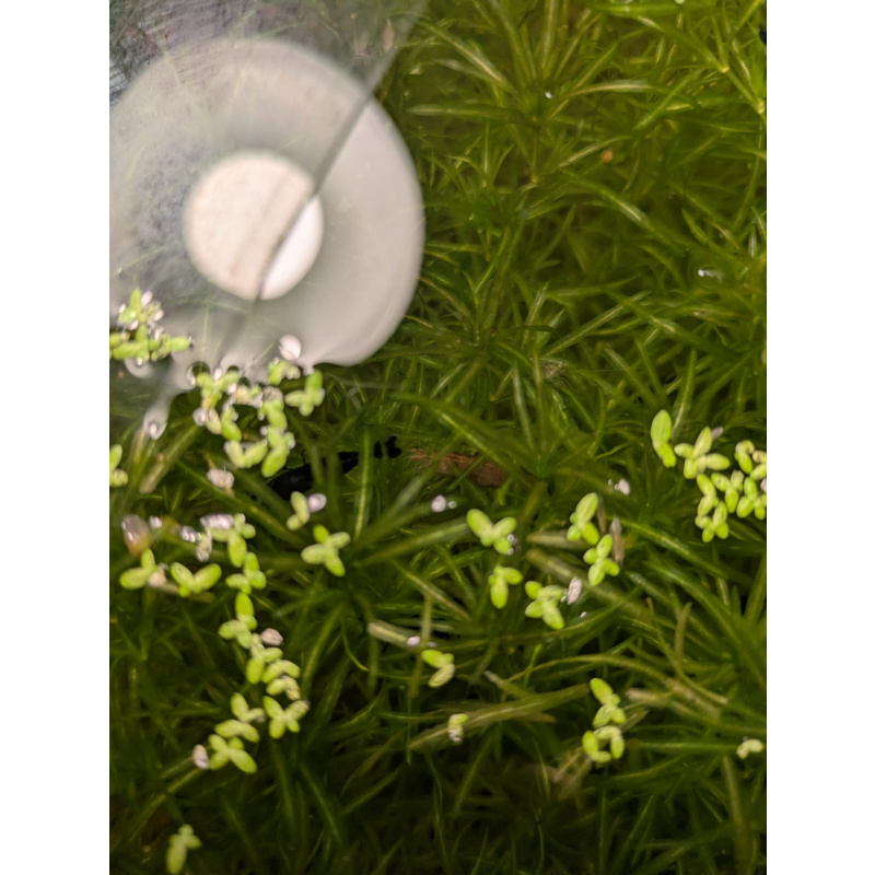 Mixed Red Galaxy Marking Shrimp 5 Pack | Clear + Red + Orange + Blue | Free Plants + Food Sample