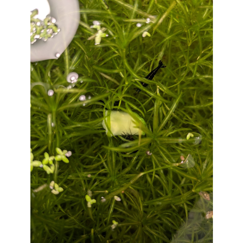 Mixed Red Galaxy Marking Shrimp 5 Pack | Clear + Red + Orange + Blue | Free Plants + Food Sample