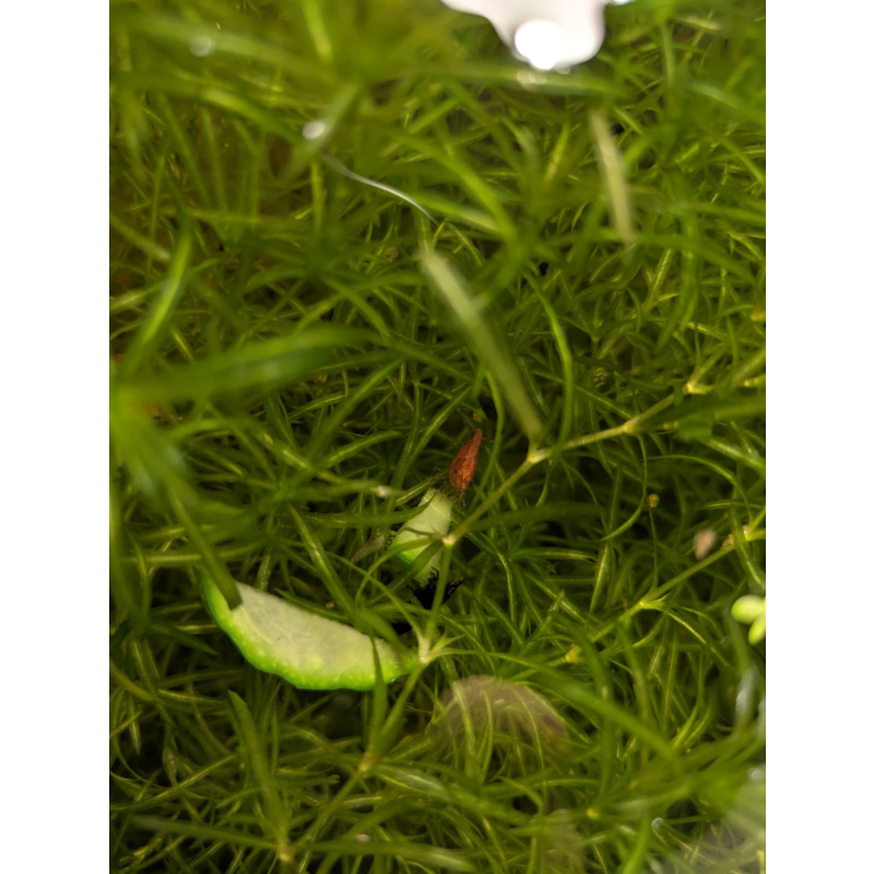 Mixed Red Galaxy Marking Shrimp 5 Pack | Clear + Red + Orange + Blue | Free Plants + Food Sample