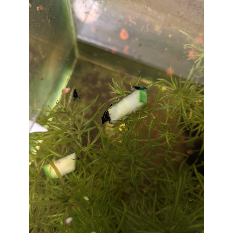 UK-Bred Blue Dream / Blue Velvet Shrimp – 15 Pack | UK Home-Bred | Free Plants + Food Sample