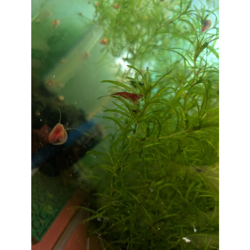 Mixed Red Galaxy Marking Shrimp 5 Pack | Clear + Red + Orange + Blue | Free Plants + Food Sample
