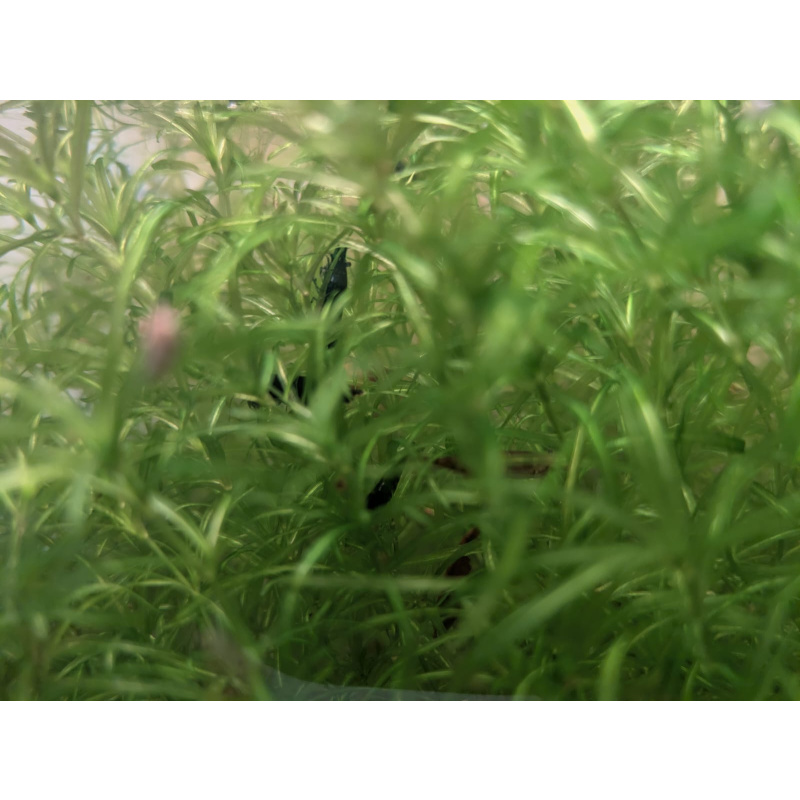 UK-Bred Blue Dream / Blue Velvet Shrimp – 15 Pack | UK Home-Bred | Free Plants + Food Sample