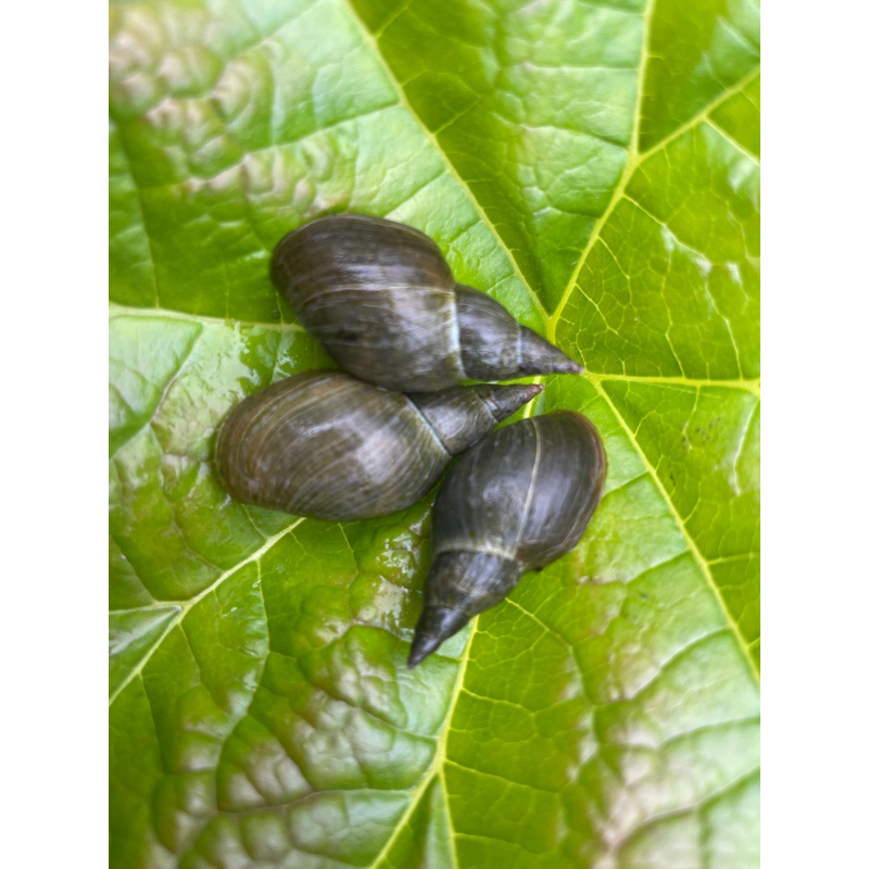 20x Mixed Sized Pond snails, Great Pond & Ramshorn, Clean up Crew !!!