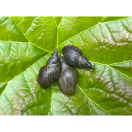 20x Mixed Sized Great Pond snails, Grab a Clean up Crew !!!