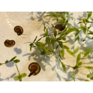 15x Mixed Sized Flat Ramshorn Pond Snails, Grab a Clean up Crew !!!