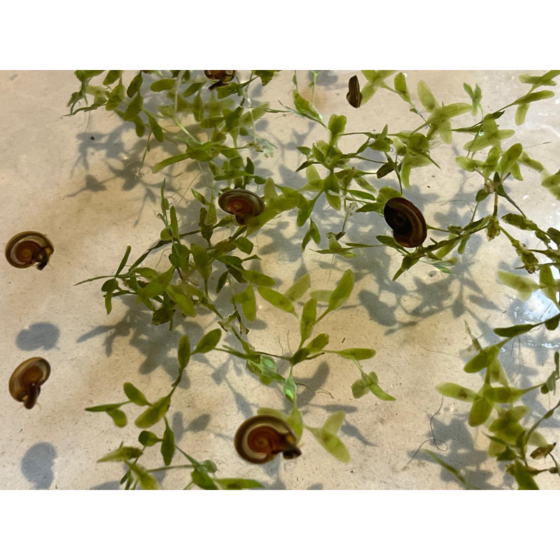 15x Mixed Sized Flat Ramshorn Pond Snails, Grab a Clean up Crew !!!