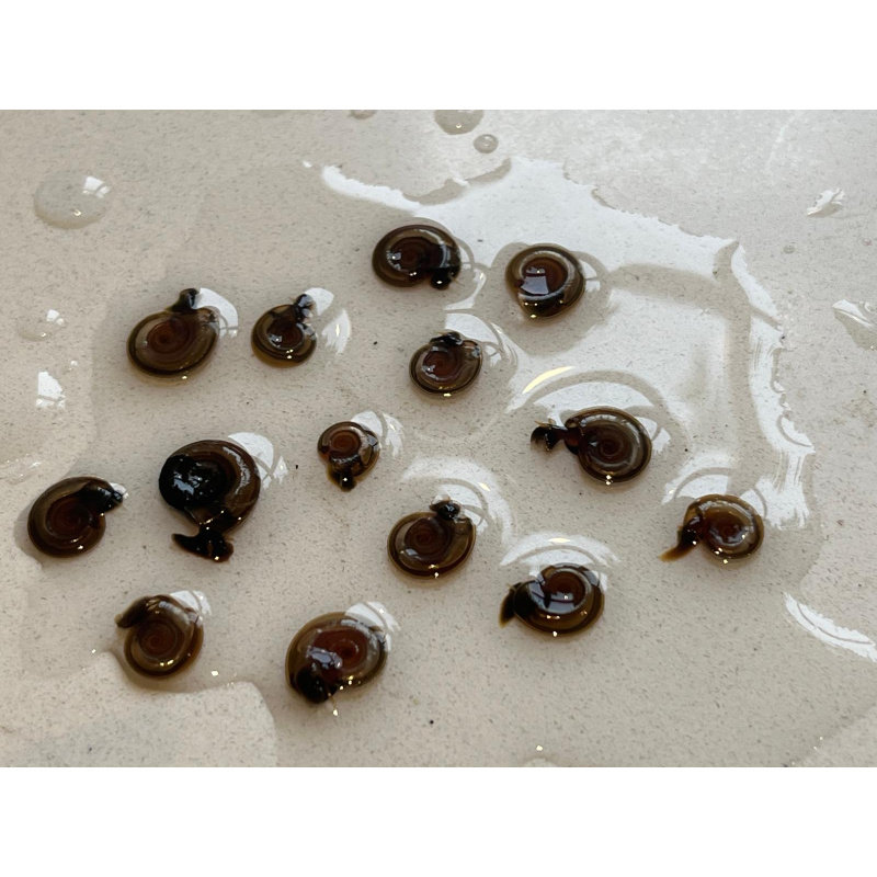 15x Mixed Sized Flat Ramshorn Pond Snails, Grab a Clean up Crew !!!