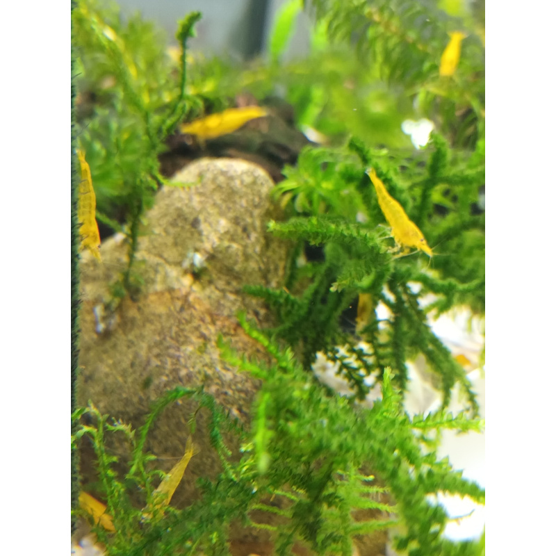 50 Yellow Cherry Shrimp, sent in breather bags