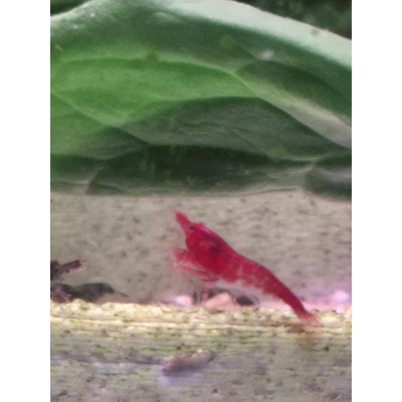 10+1 light skinned black rose shrimp reddish brown, unique