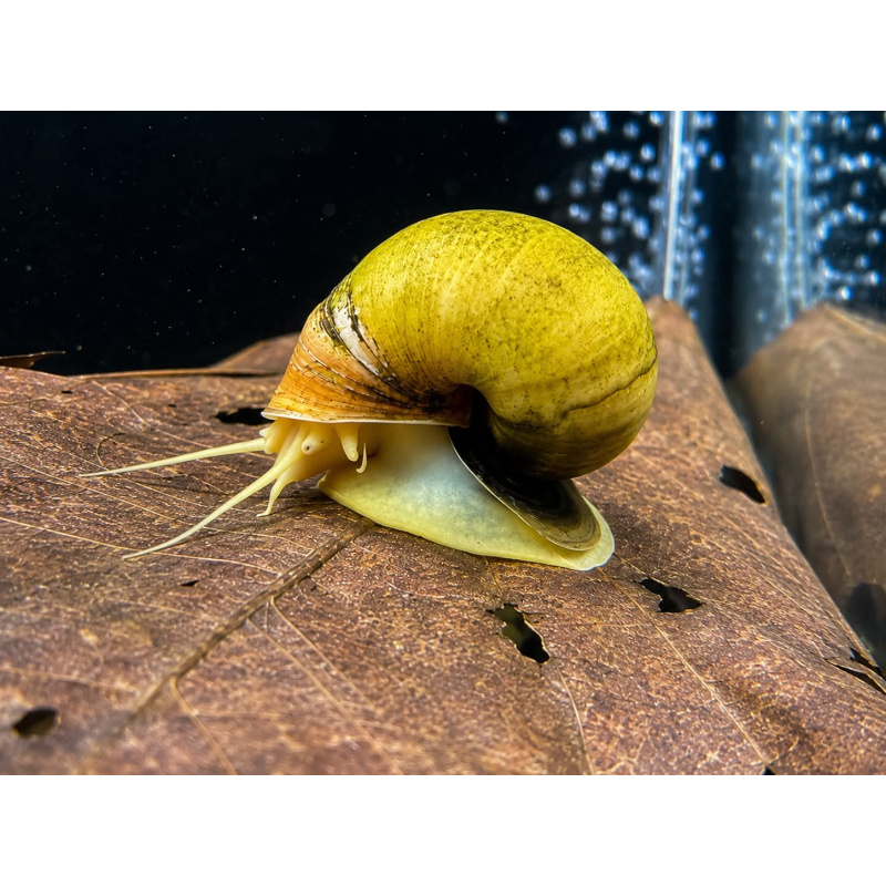 Large Golden Apple Snail – Healthy Adult – Bright Golden Shell – Likely Male