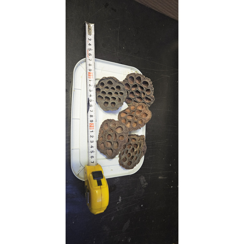 Lotus pods X 10 dry botanicals tannins