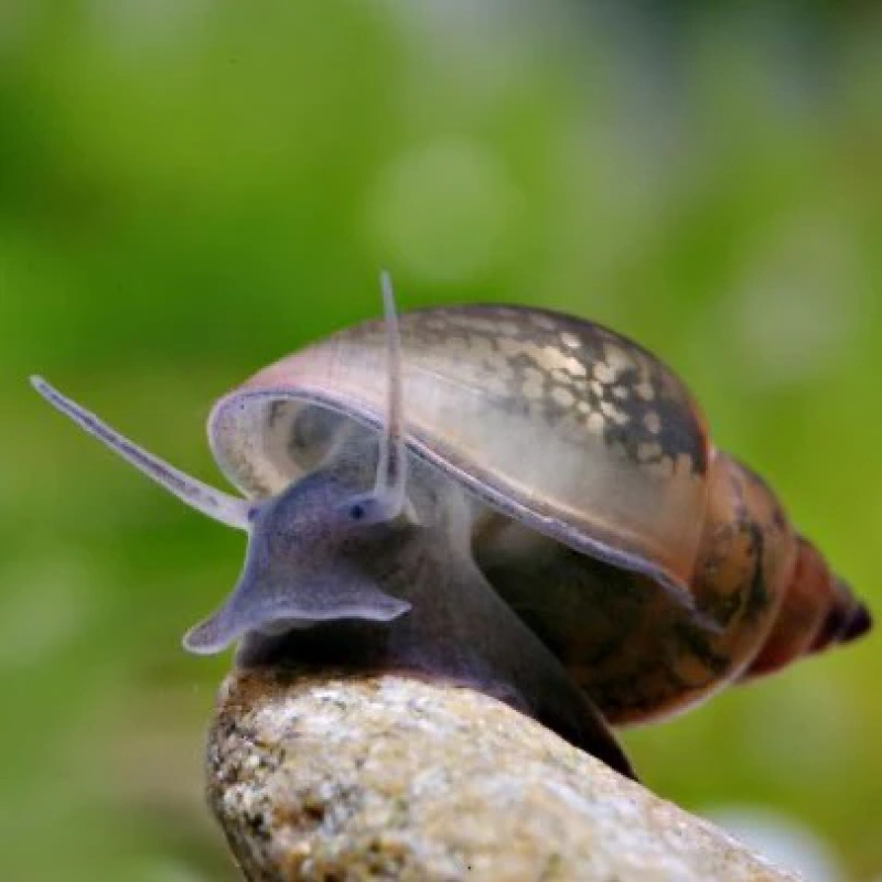 Cheap Bladder Snails x30, for 10 GBP, plus Extras