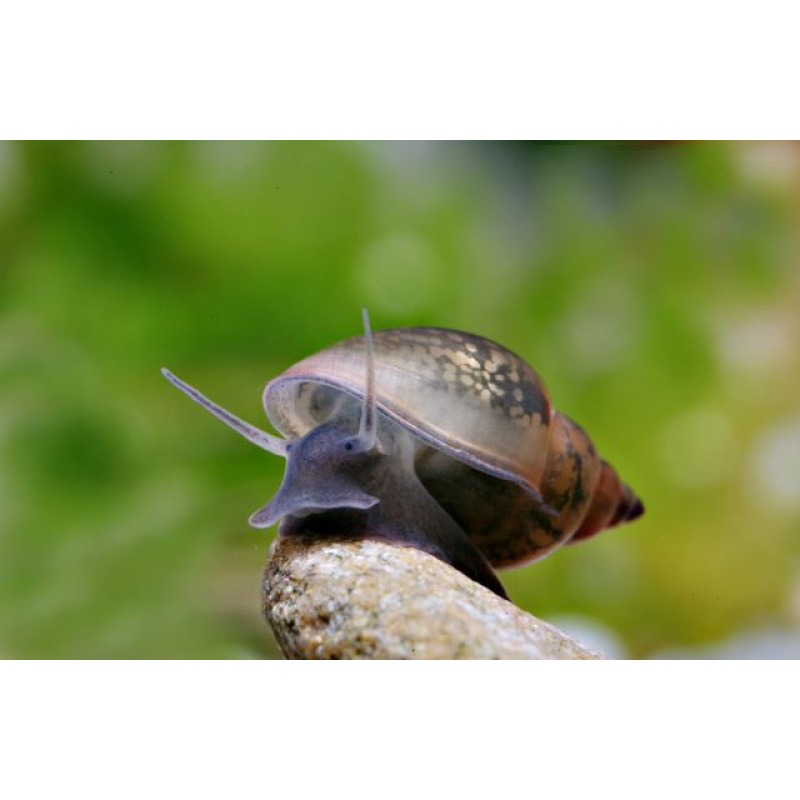 Bladder snails Mixed Sizes - 35 for 10