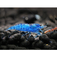 SOLD OUT  - Blue Velvet Shrimp (Neocaridina) x 5