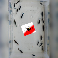 Mix of 17+2 beautiful amazing very dark deep blue  and brown cherry shrimps.