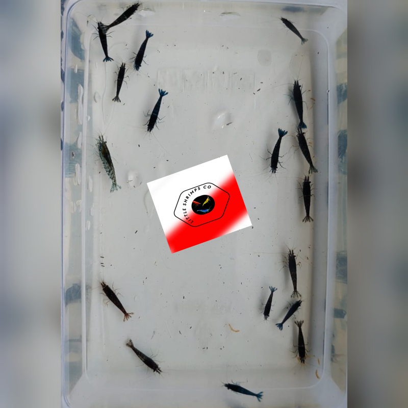 Mix of 17+2 beautiful amazing very dark deep blue  and brown cherry shrimps.