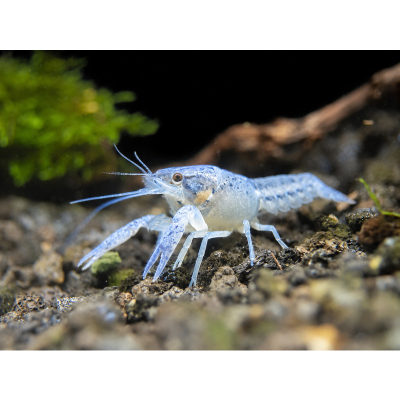 Electric Blue Crayfish Babies 1 + 4 Free, 12 GBP