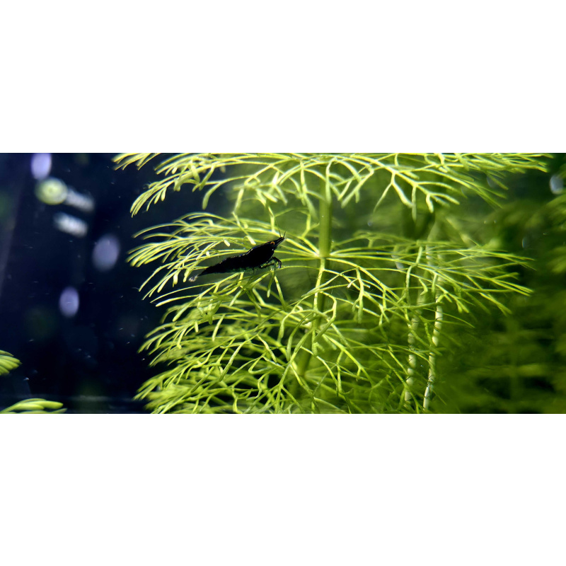 OE Blue Dreams High Grade Neocaridina x6