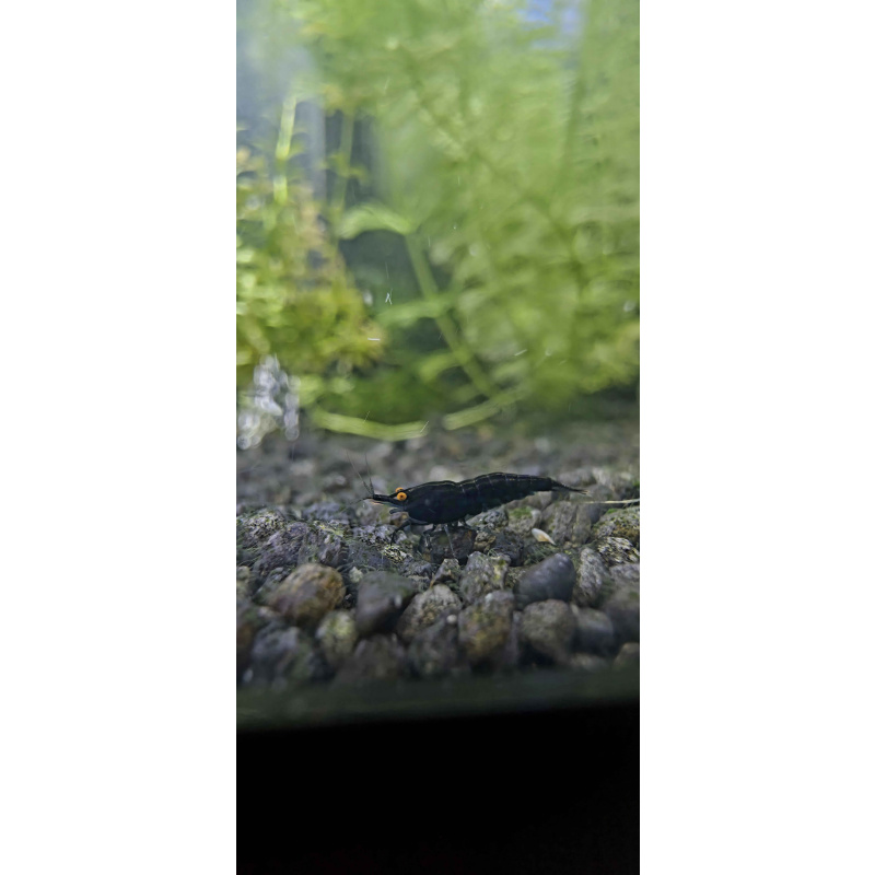 OE Blue Dreams High Grade Neocaridina x6
