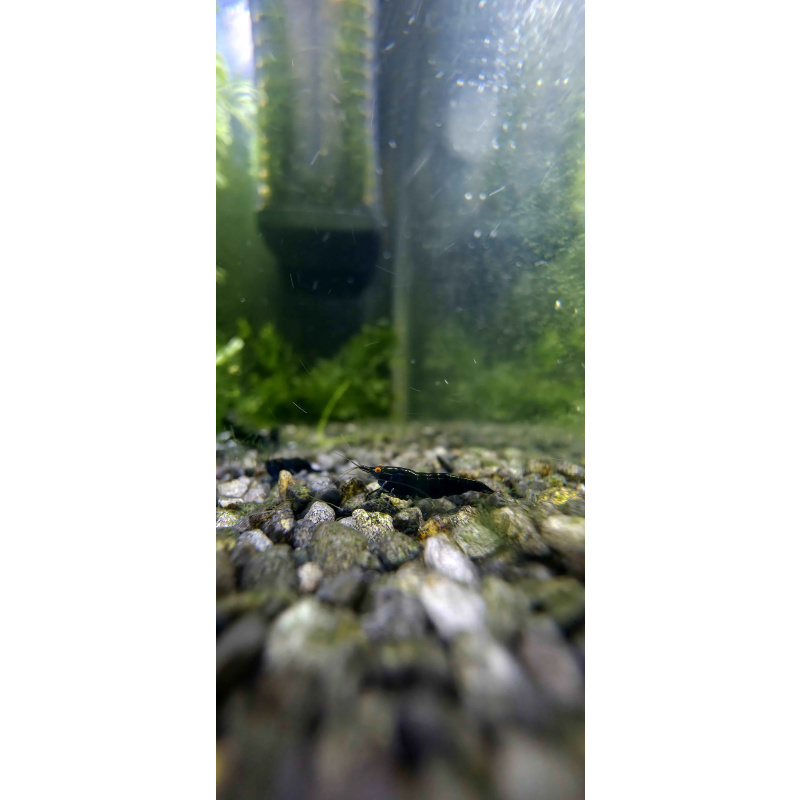 OE Blue Dreams High Grade Neocaridina x6