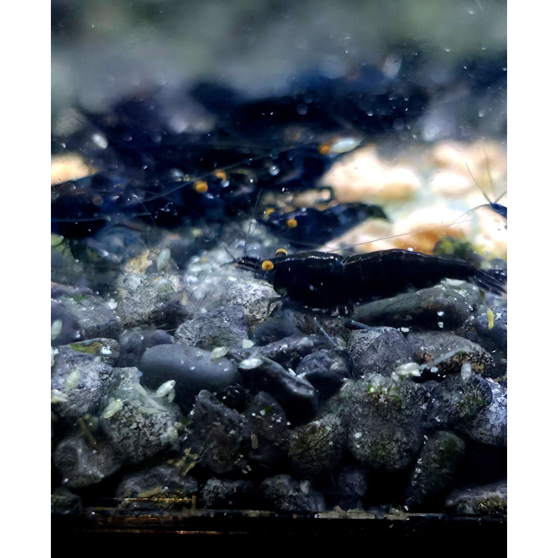 OE Blue Dreams High Grade Neocaridina x6
