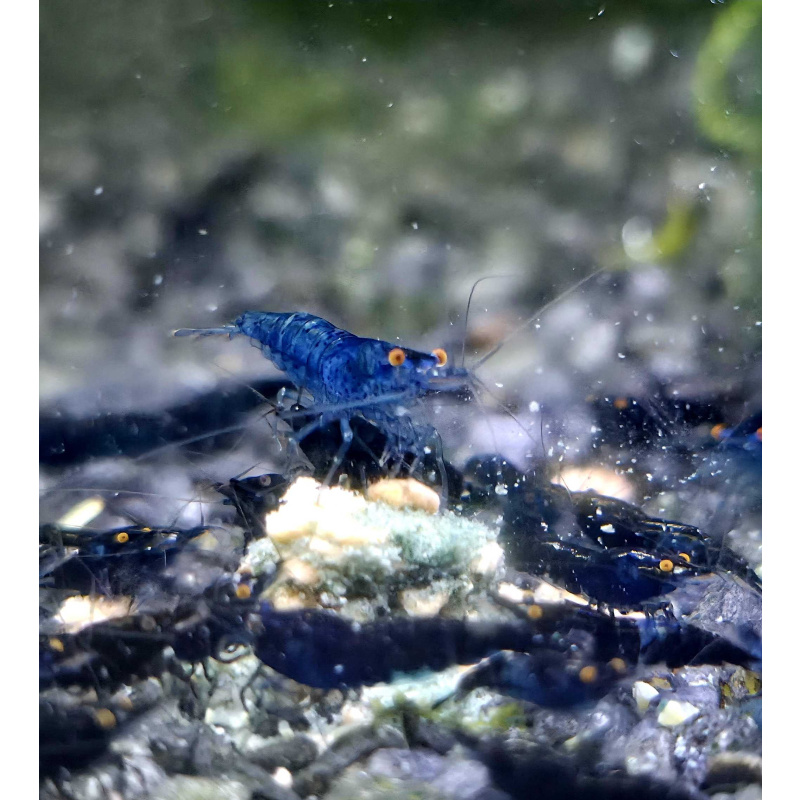 OE Blue Dreams High Grade Neocaridina x6