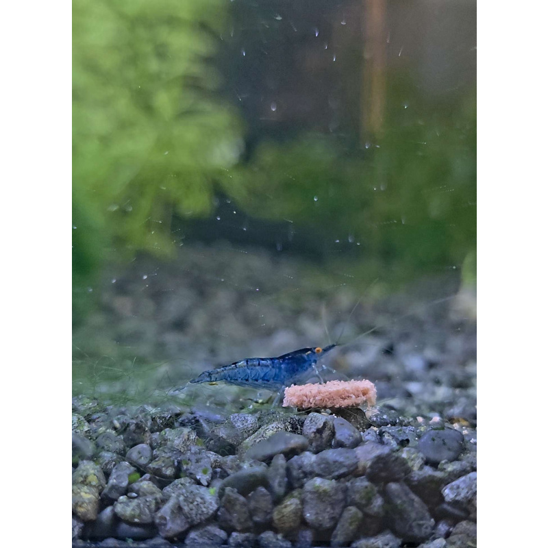 OE Blue Dreams High Grade Neocaridina x6