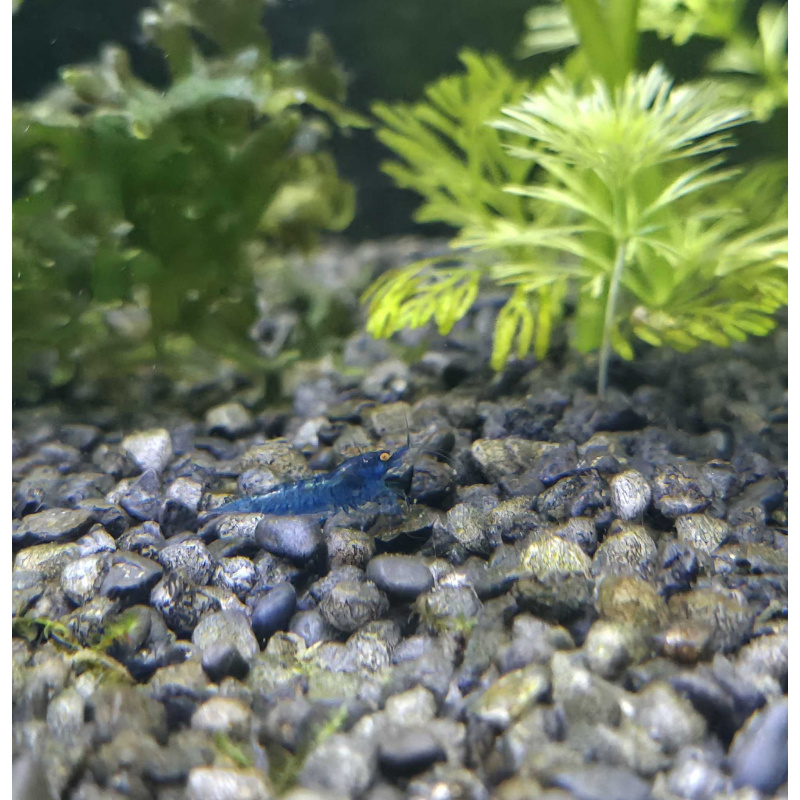 OE Blue Dreams High Grade Neocaridina x6