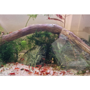 GEETEE SHRIMP