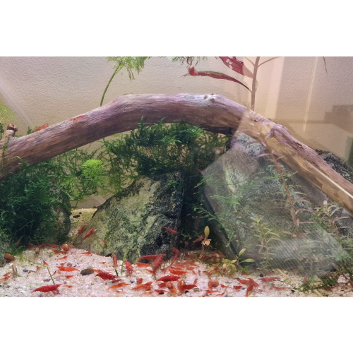 GEETEE SHRIMP