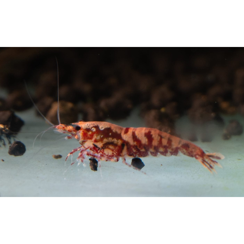 5X (+1 free) High Grade Red Galaxy Fishbone