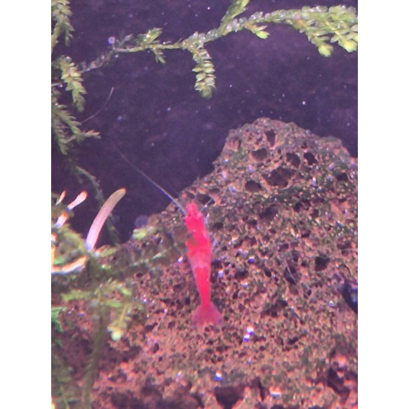 10 +1 DOA red shrimp that came from a black shrimp, breeding that line