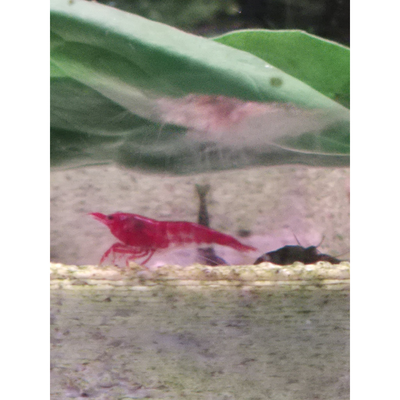 10+1 light skinned black rose shrimp reddish brown, unique