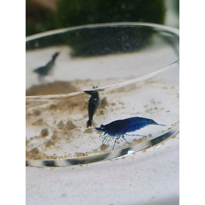 5 Blue Dream Neocaridina Tropical Freshwater Cherry Shrimp, High Grade