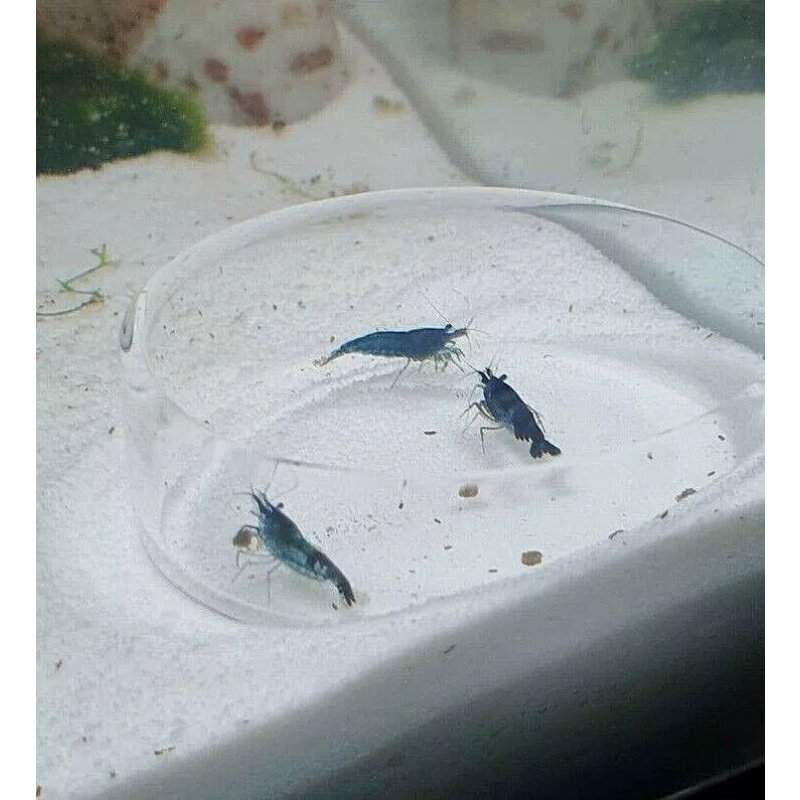 5 Blue Dream Neocaridina Tropical Freshwater Cherry Shrimp, High Grade