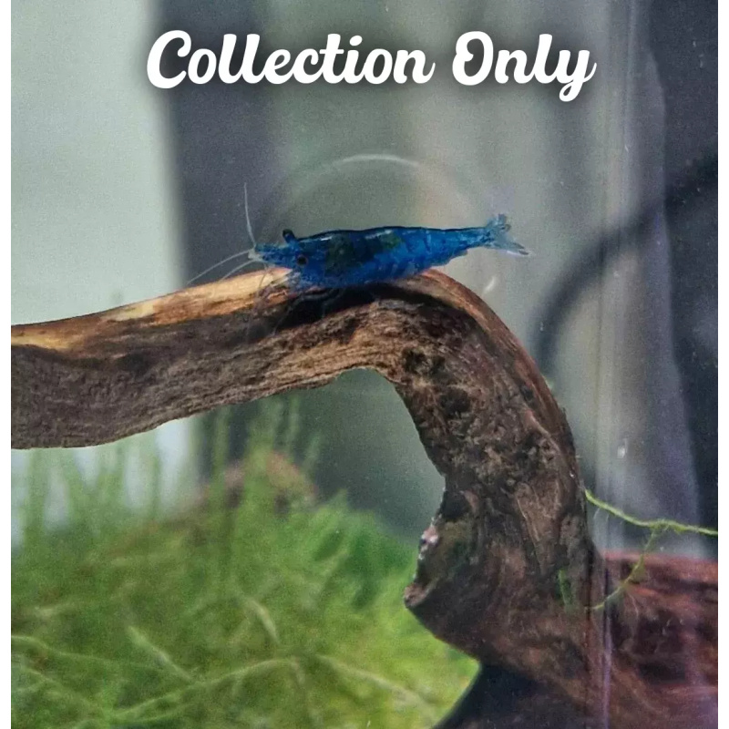 5 Blue Dream Neocaridina Tropical Freshwater Cherry Shrimp, High Grade