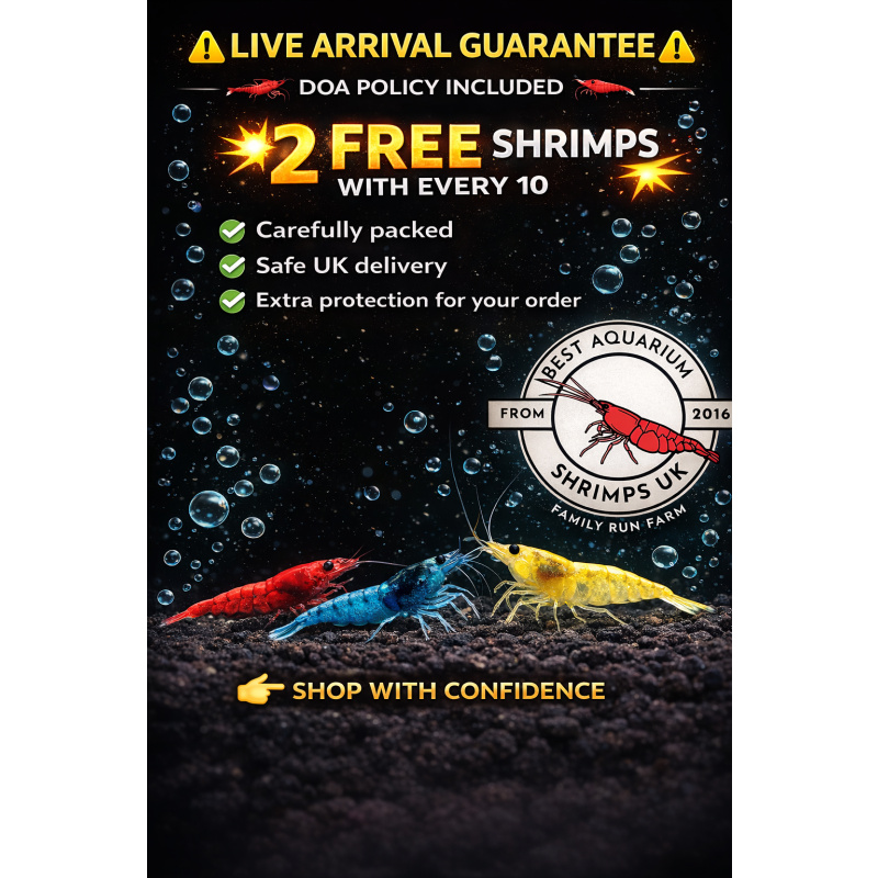 10 X Red Cherry Neocaridina Freshwater aquarium shrimp Size approx 1.5 - 2.0 PLUS 2 EXTRA ( DOA)