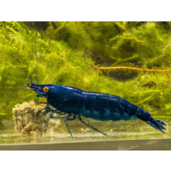 Rare High Grade Orange Eye Blue Devil Shrimp