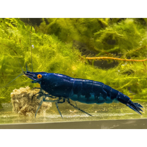 Rare High Grade Orange Eye Blue Devil Shrimp