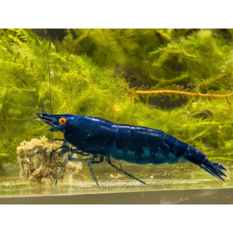 Rare High Grade Orange Eye Blue Devil Shrimp