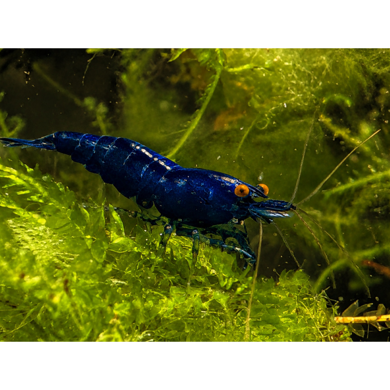 Rare High Grade Orange Eye Blue Devil Shrimp