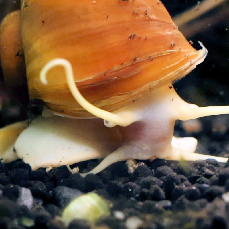 2x Giant Golden Apple Snails