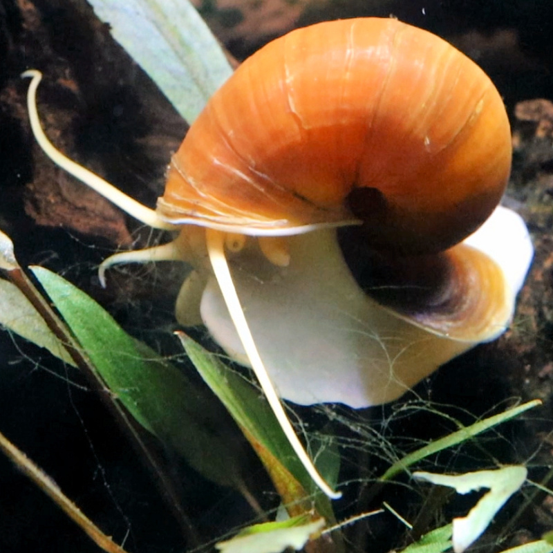 2x Giant Golden Apple Snails