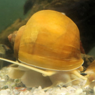 2x Giant Golden Apple Snails