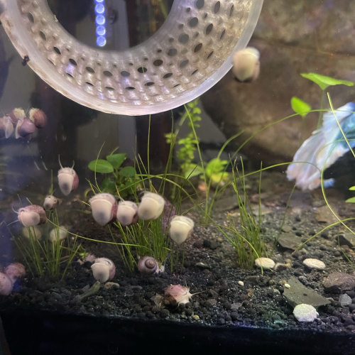 5x Baby Mystery Snails (Magenta & Ivory)