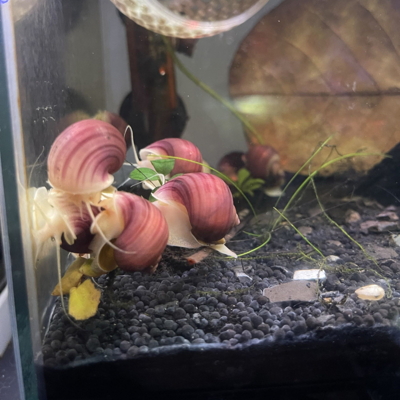 2x  Young Mystery Snail (Magenta)