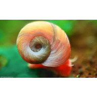 Ramshorn Snails 10 GBP for 20