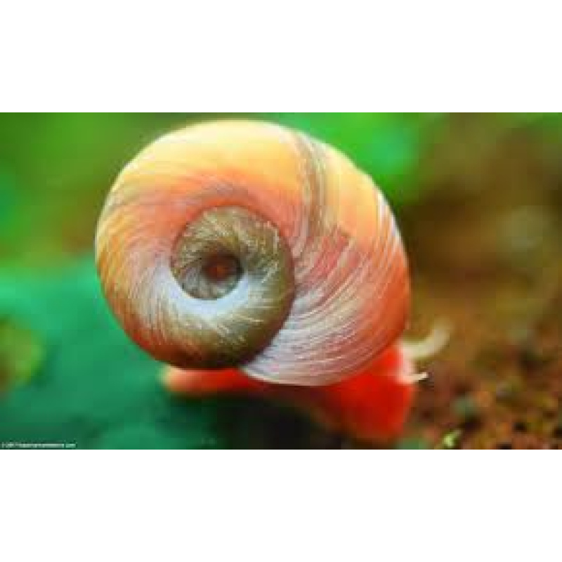 Ramshorn Snails 10 GBP for 20