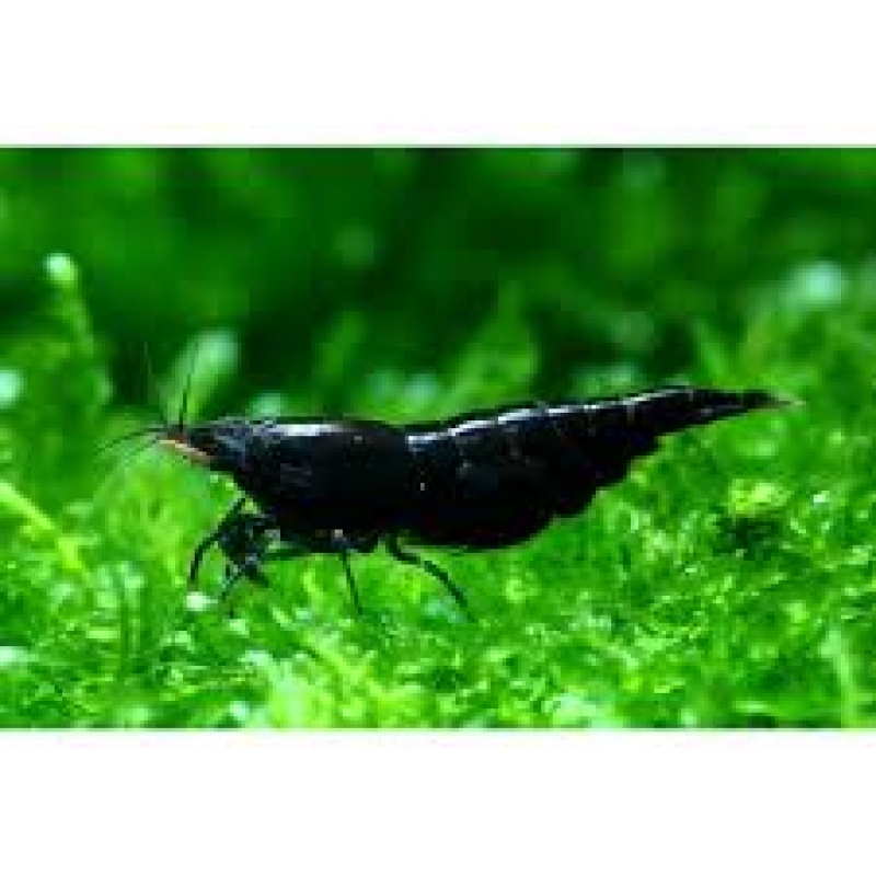 10x +2 BEAUTIFUL ONLY BLACK black rose shrimp, brown also if u ask