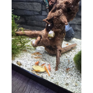 Orange Pumpkin Shrimp x 10 - baby / juveniles